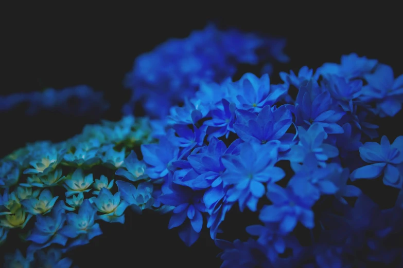 blue flower's sit together in a bouquet in front of a dark background