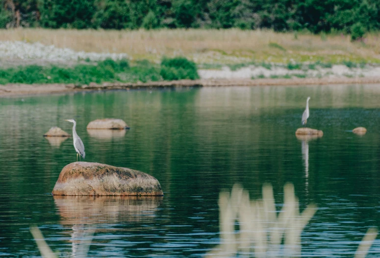 two birds sit on top of some rocks in the water