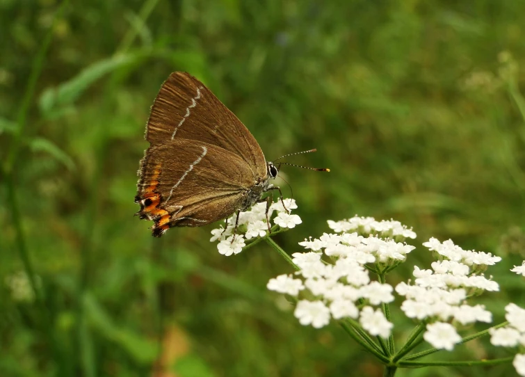 a brown and black erfly is resting on the flowers