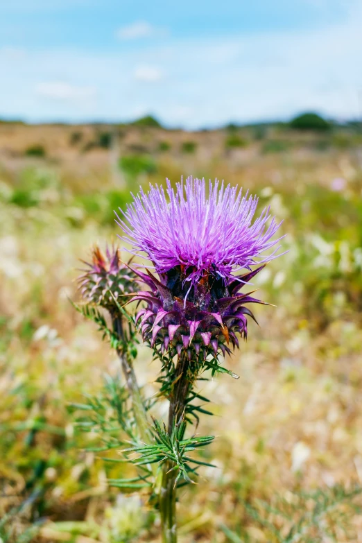 a purple flower stands alone in the field