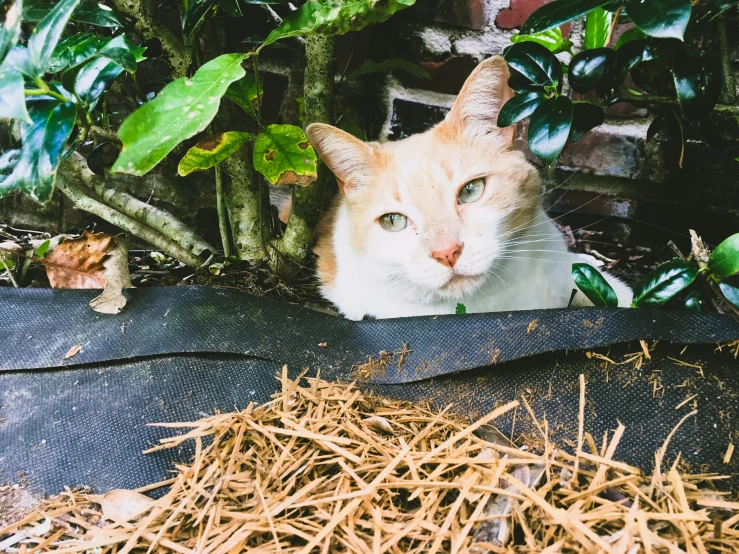 a cat looks up at the camera from behind a cloth