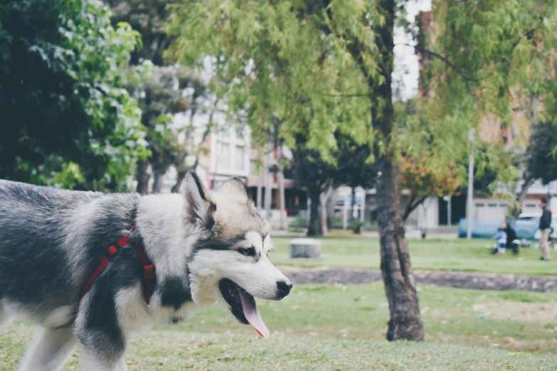 the husky dog with its mouth open standing in the grass