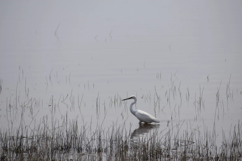 there is a white bird floating in the water