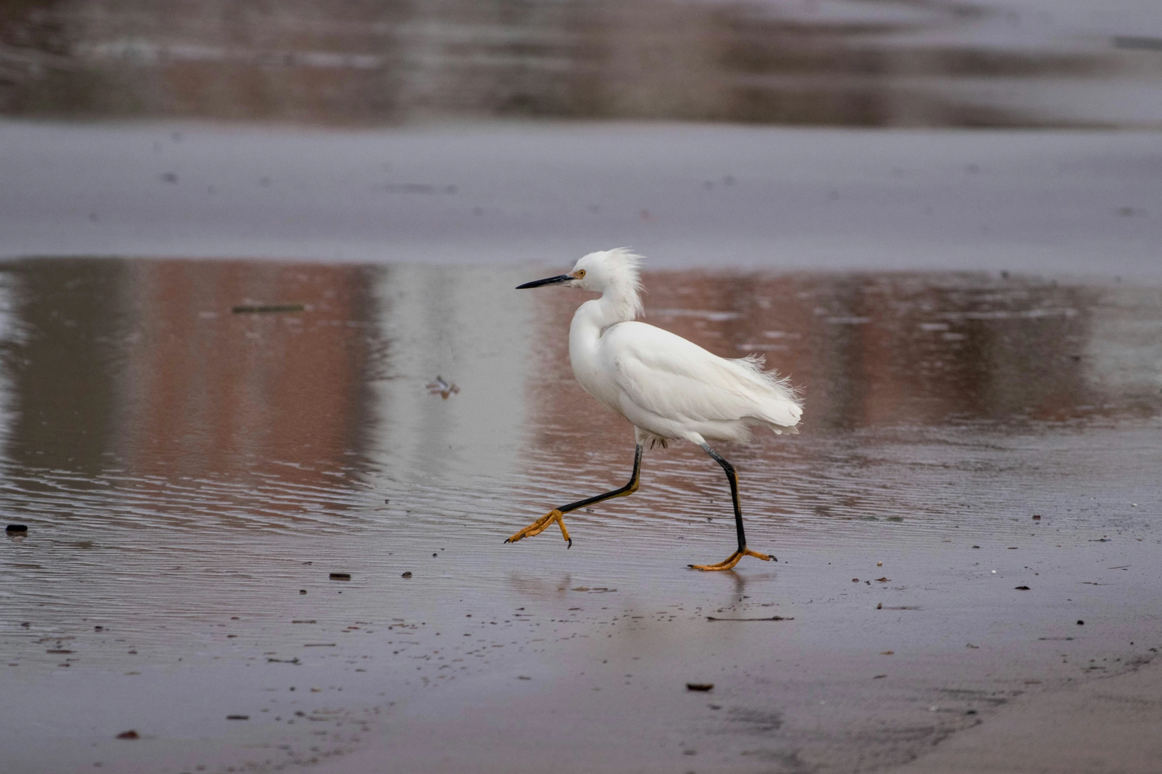 white crane walking on wet beach near large body of water