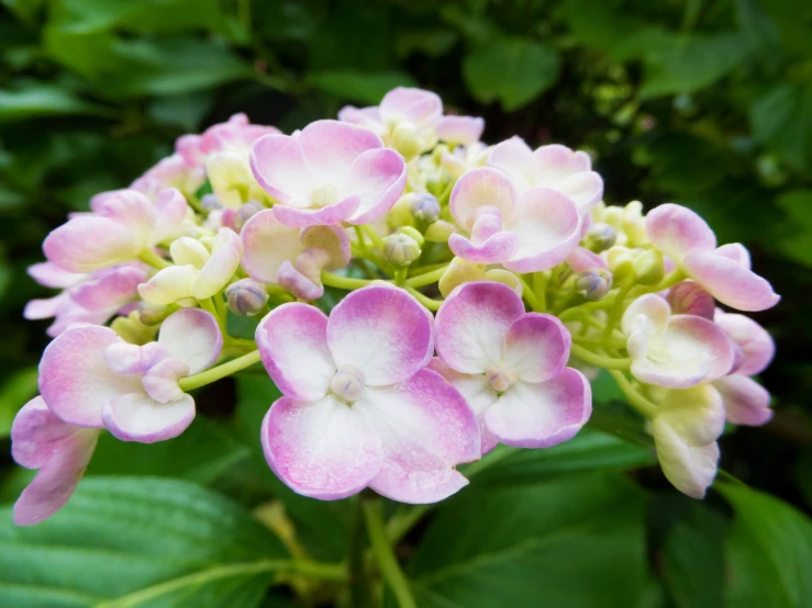 small pink flowers blooming in front of some green leaves