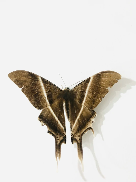 a moth is standing against a white background