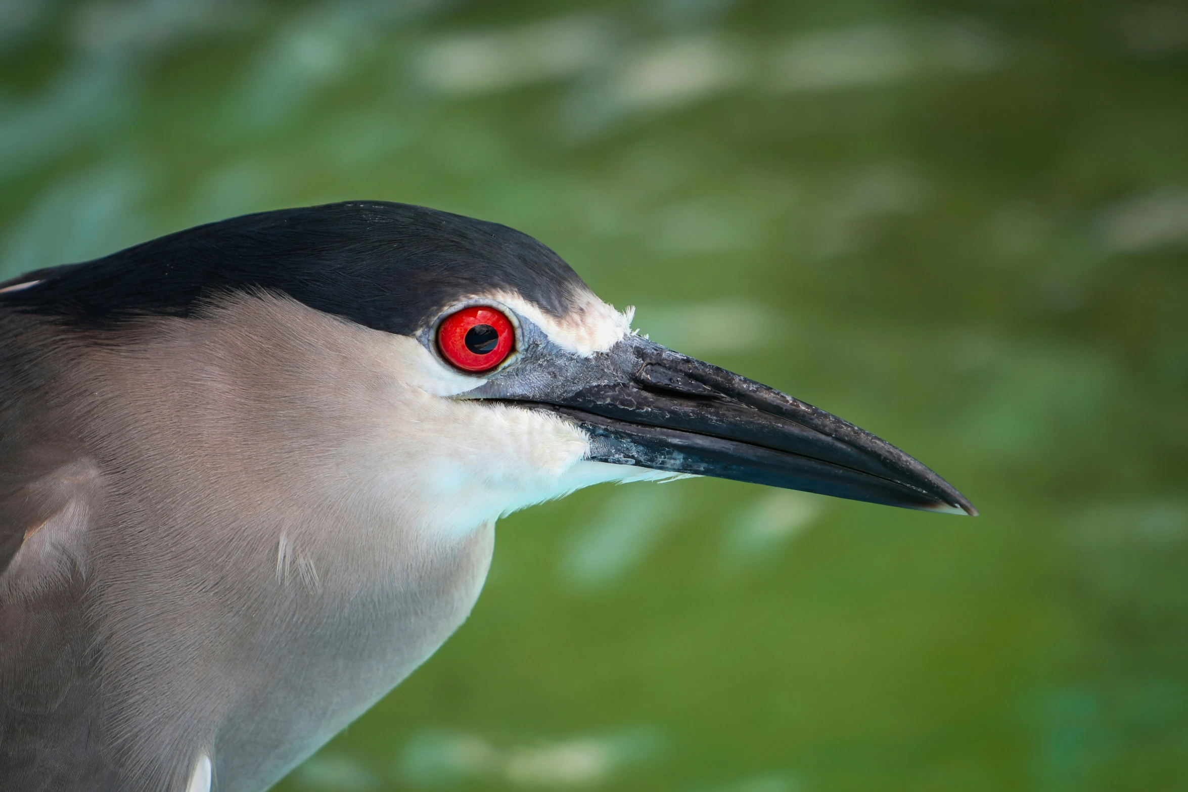 the head of a bird with red eye on it's face