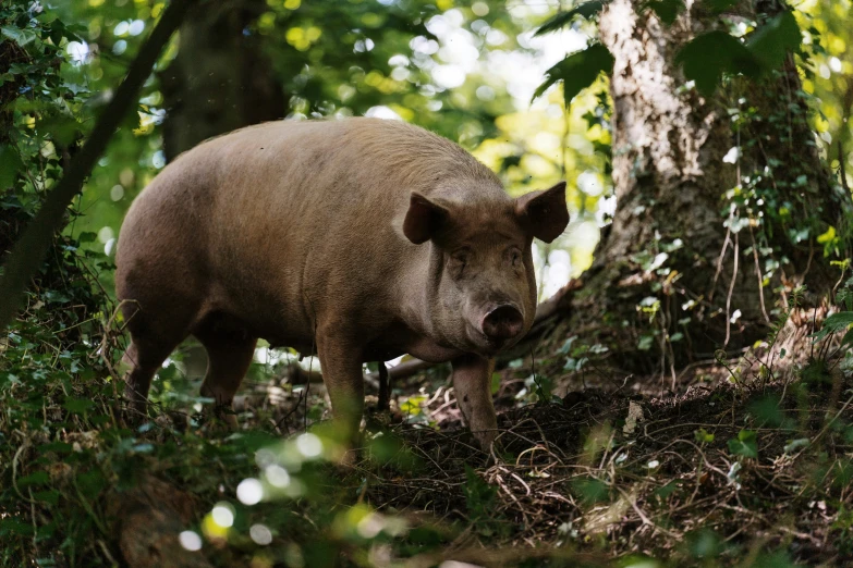 a brown wild pig walking through a lush green forest