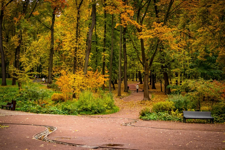 a park with trees with colorful autumn foliage