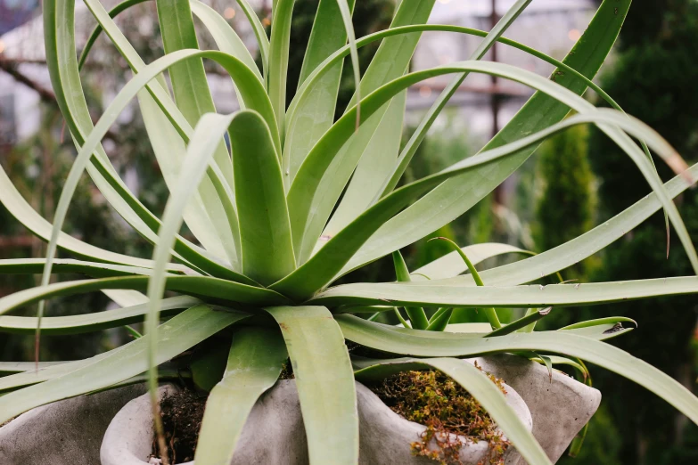 some sort of plant with a few large leaves