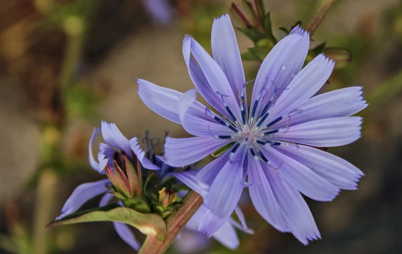 a blue flower with long petals in the center