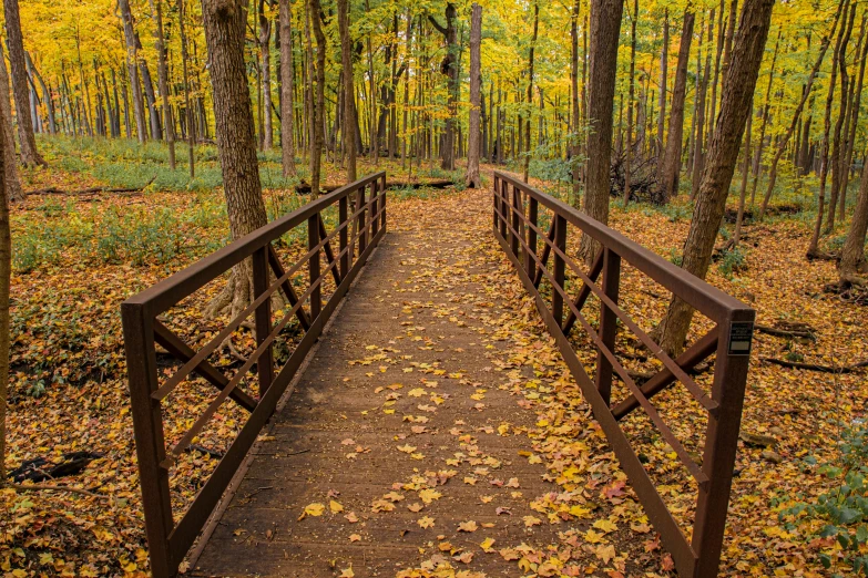 a brown foot bridge with leaves on the ground