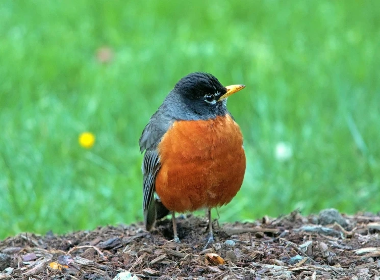 a close up of a small bird on a patch of dirt