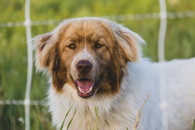 a dog that is standing in the grass near a fence