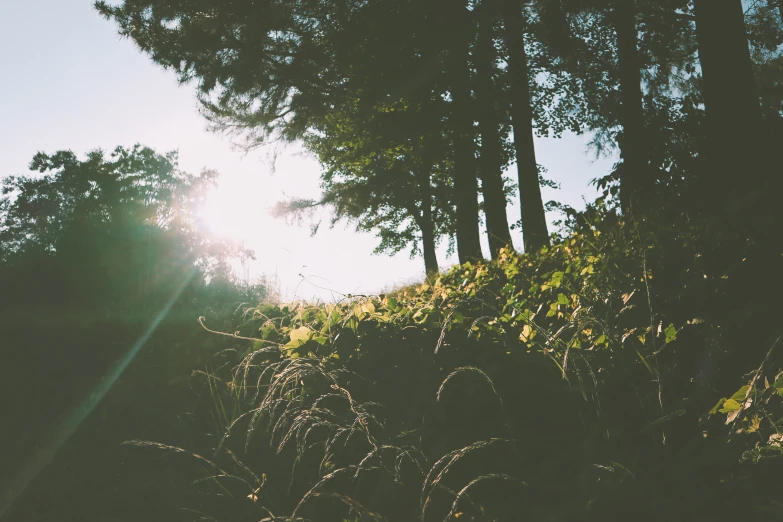 a forest with some tall trees in the sun