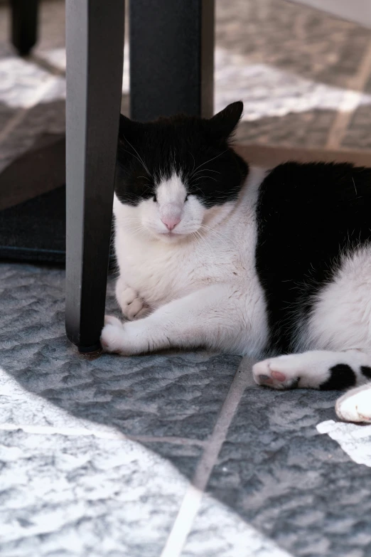 a black and white cat laying underneath a table