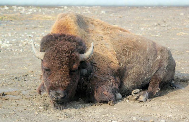 a bison with brown hair lays down on the ground