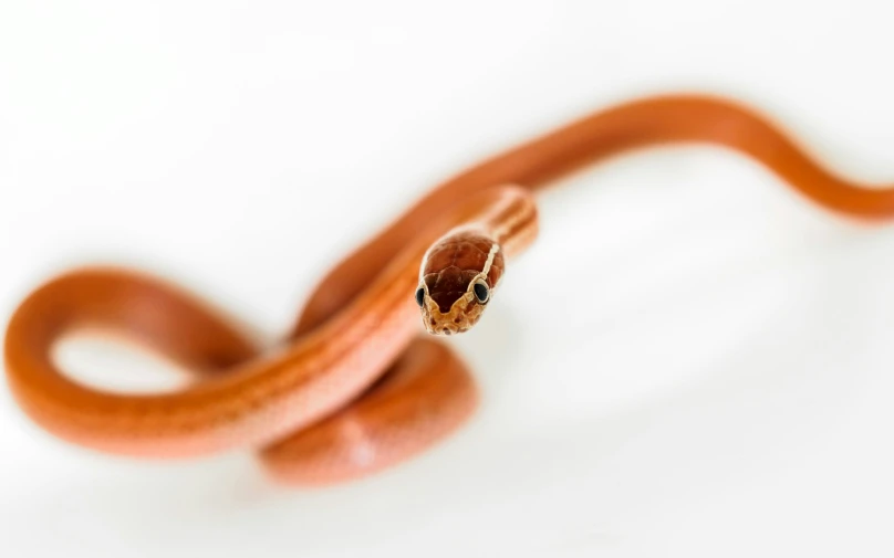 a close up of a red snake with its tongue sticking out