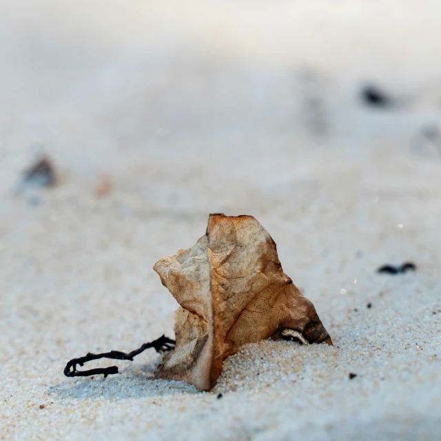 a piece of wood that is laying in the sand