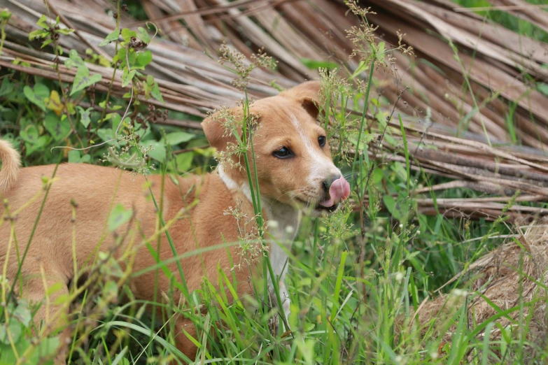 the dog is standing in a tall grass field