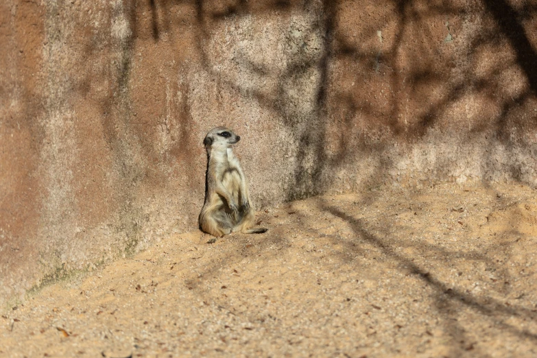 a meerkat in the shade leaning against a wall