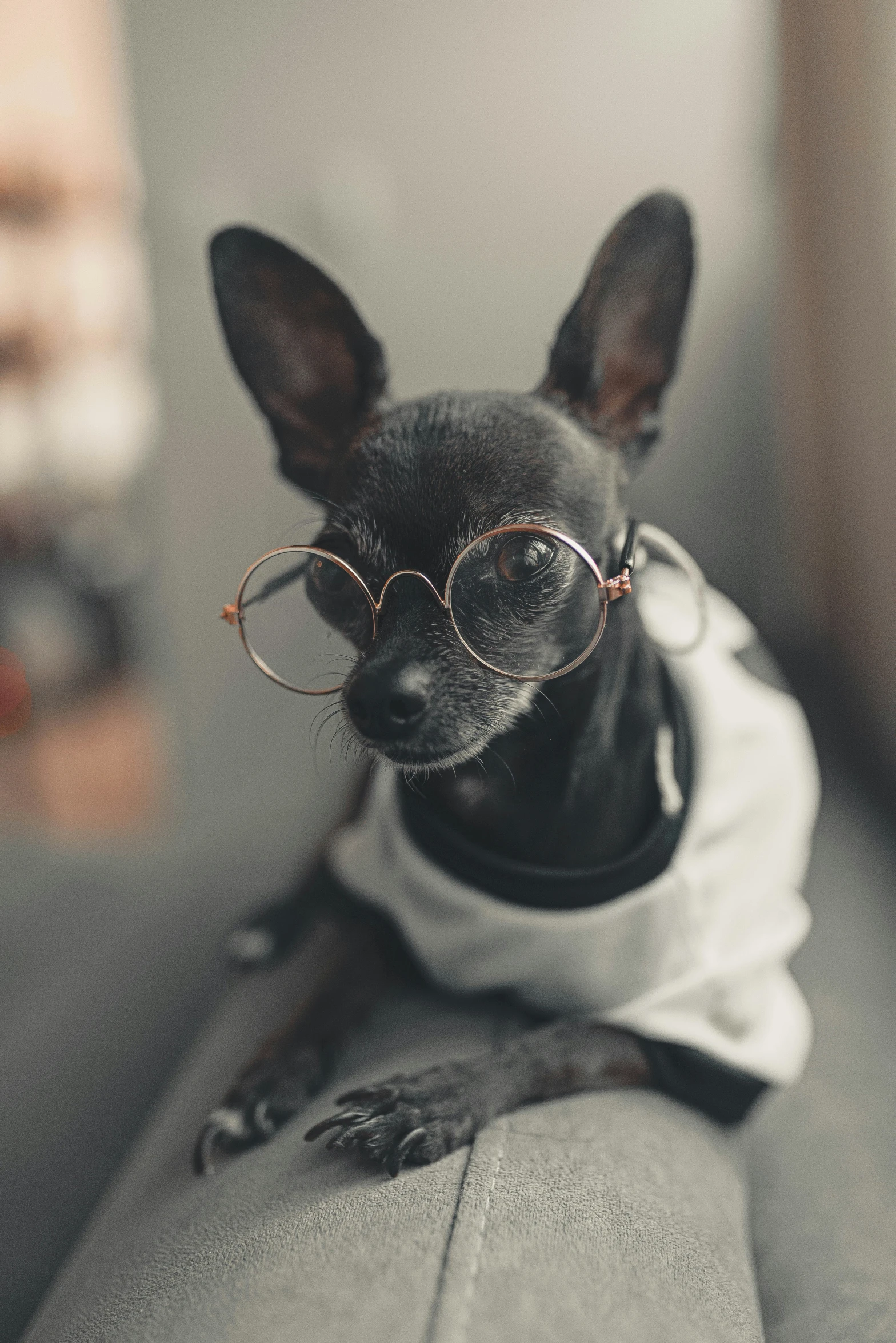 a small dog in glasses sits on a couch