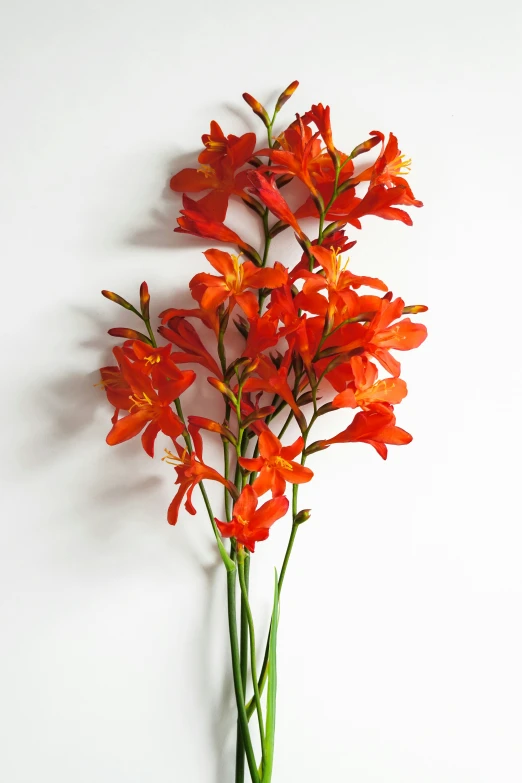 red flowers on white background next to wall