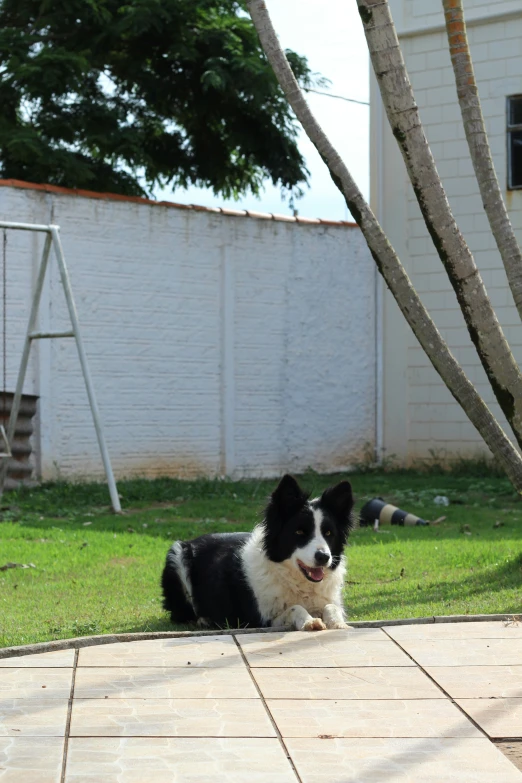 a black and white dog laying on a tile floor next to trees