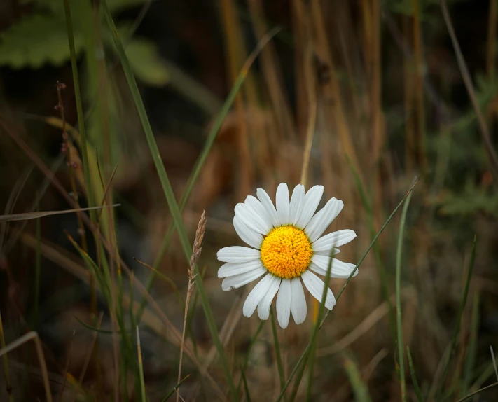 a single flower that is in some tall grass