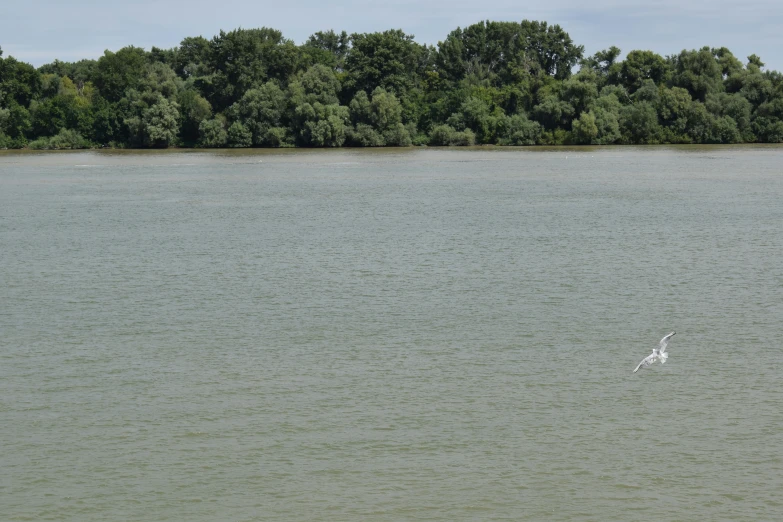 two birds fly near a small body of water