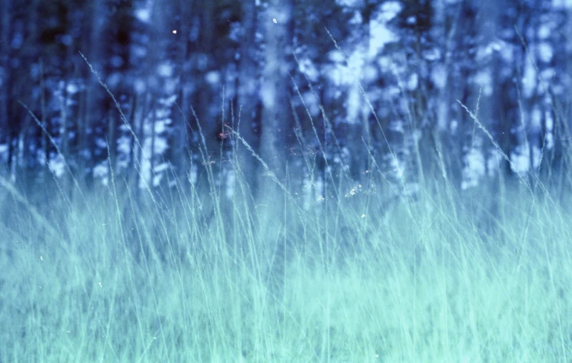 a blurry po of tall grass in front of a forest