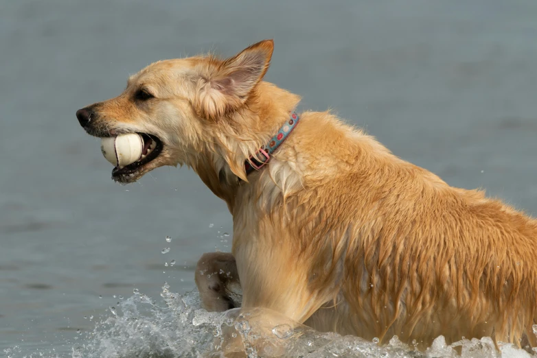 a dog has his mouth open and is in the water