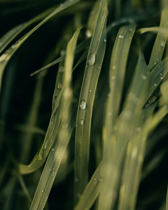 a close up view of grass with rain drops