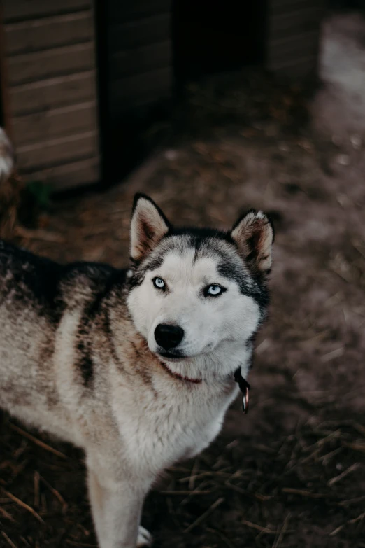 a husky dog with blue eyes looks up