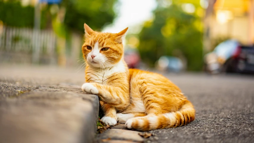 an orange and white cat laying on the sidewalk