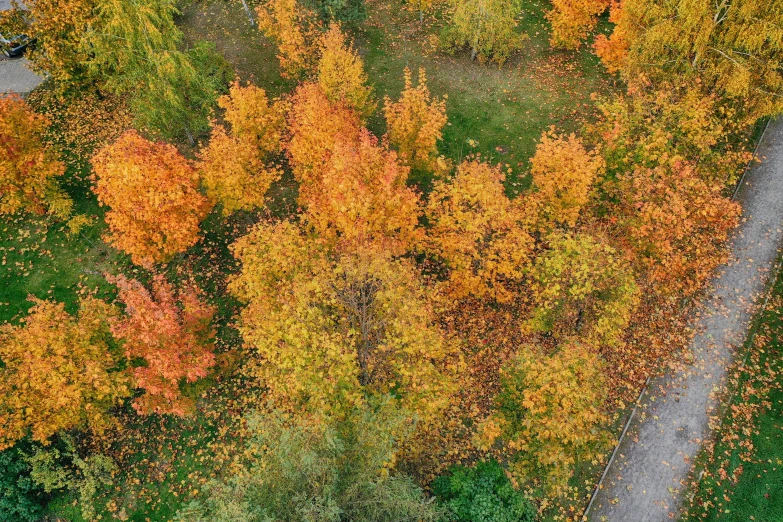 a road running between some trees with orange leaves