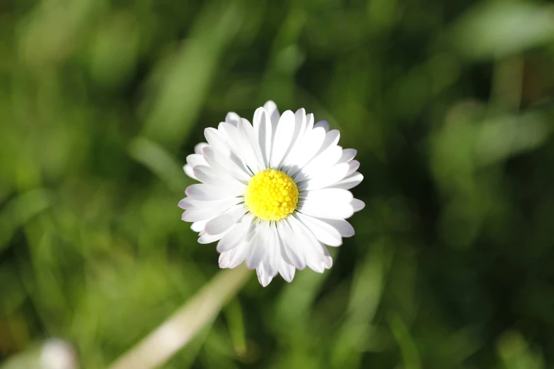 a flower with yellow center and white center on a grassy field