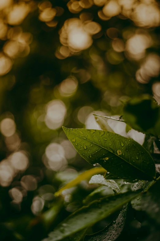 a blurry image of green plants with lots of drops