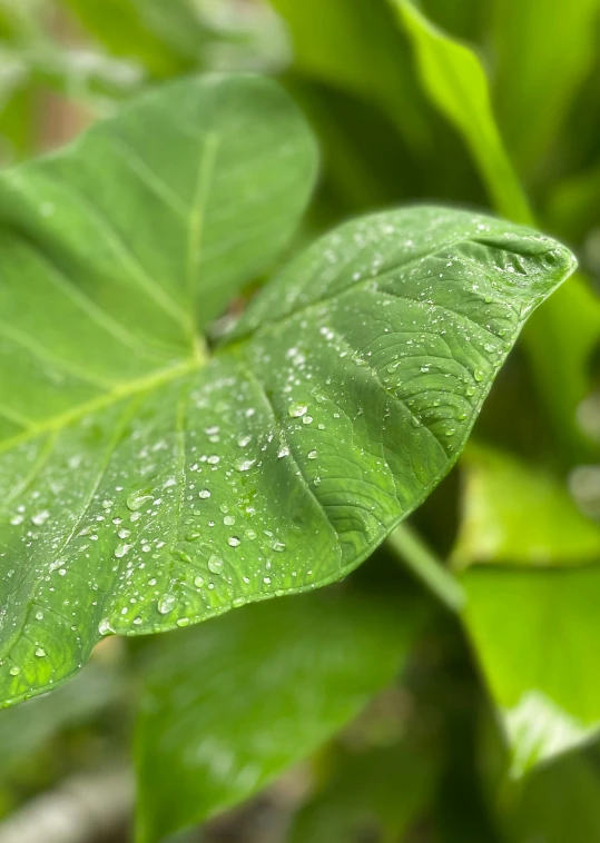 the green leaves are covered with rain droplets