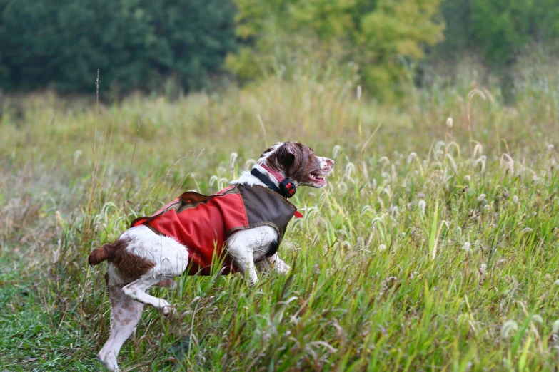 a dog is sitting in the middle of a field