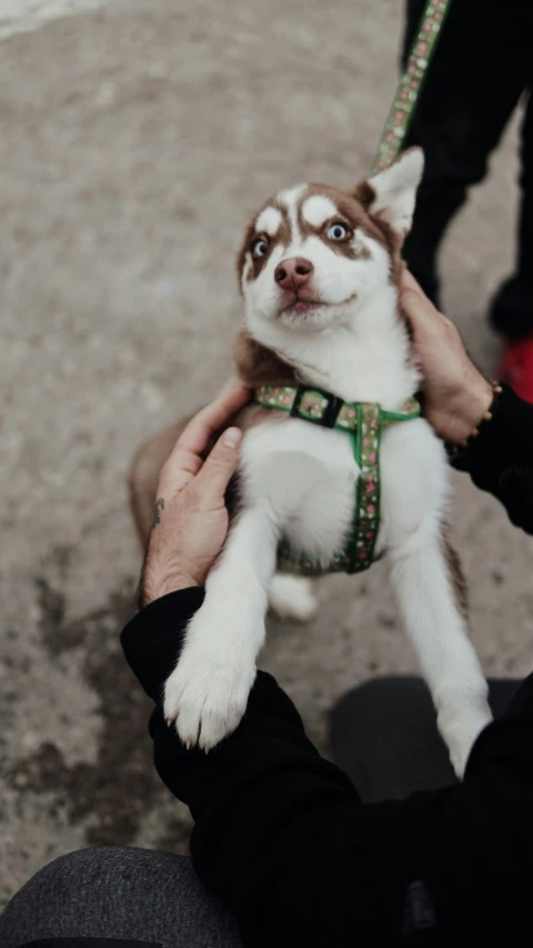 a puppy being held up by someone in the street