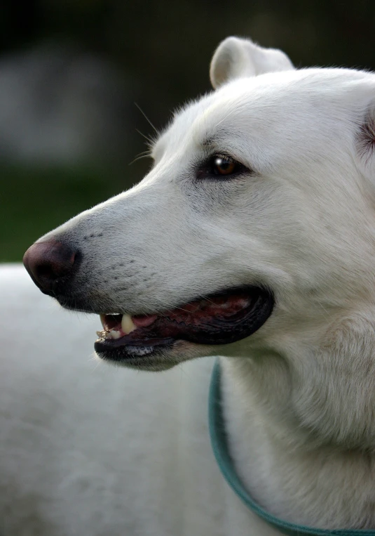 a white dog with a collar and its mouth open