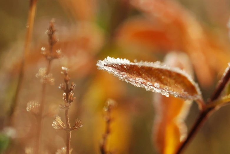 the leaves in the po are very frozen