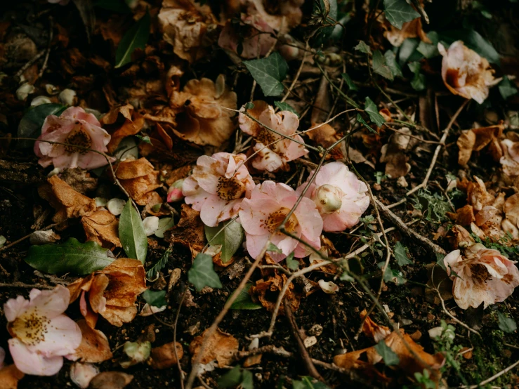 flowers with green leaves on the ground