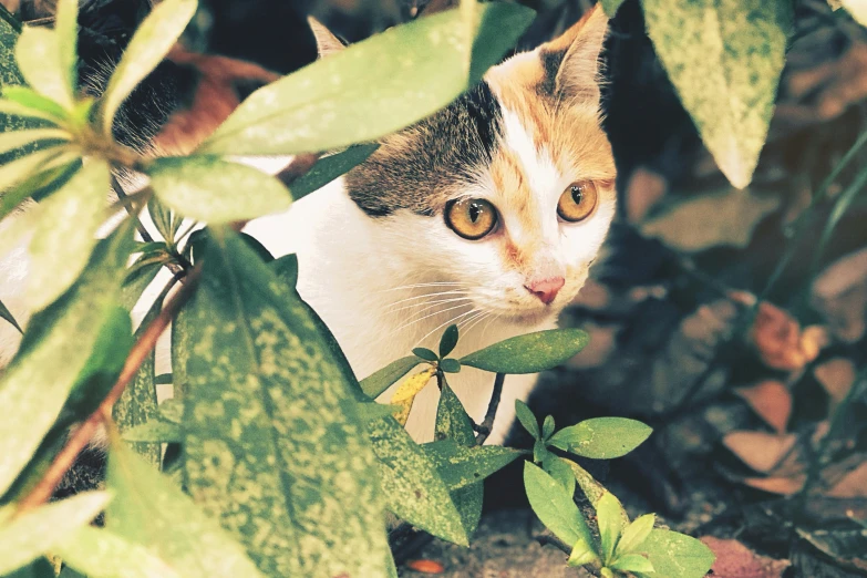 a cat is hiding in some green leaves