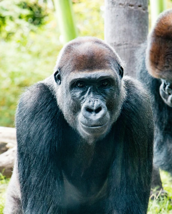 two brown and black monkeys walking through grassy area