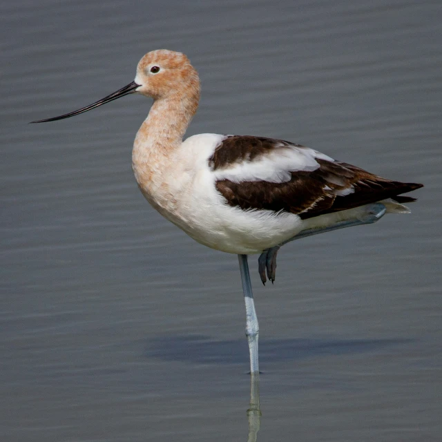 a large bird with a long neck standing in the water