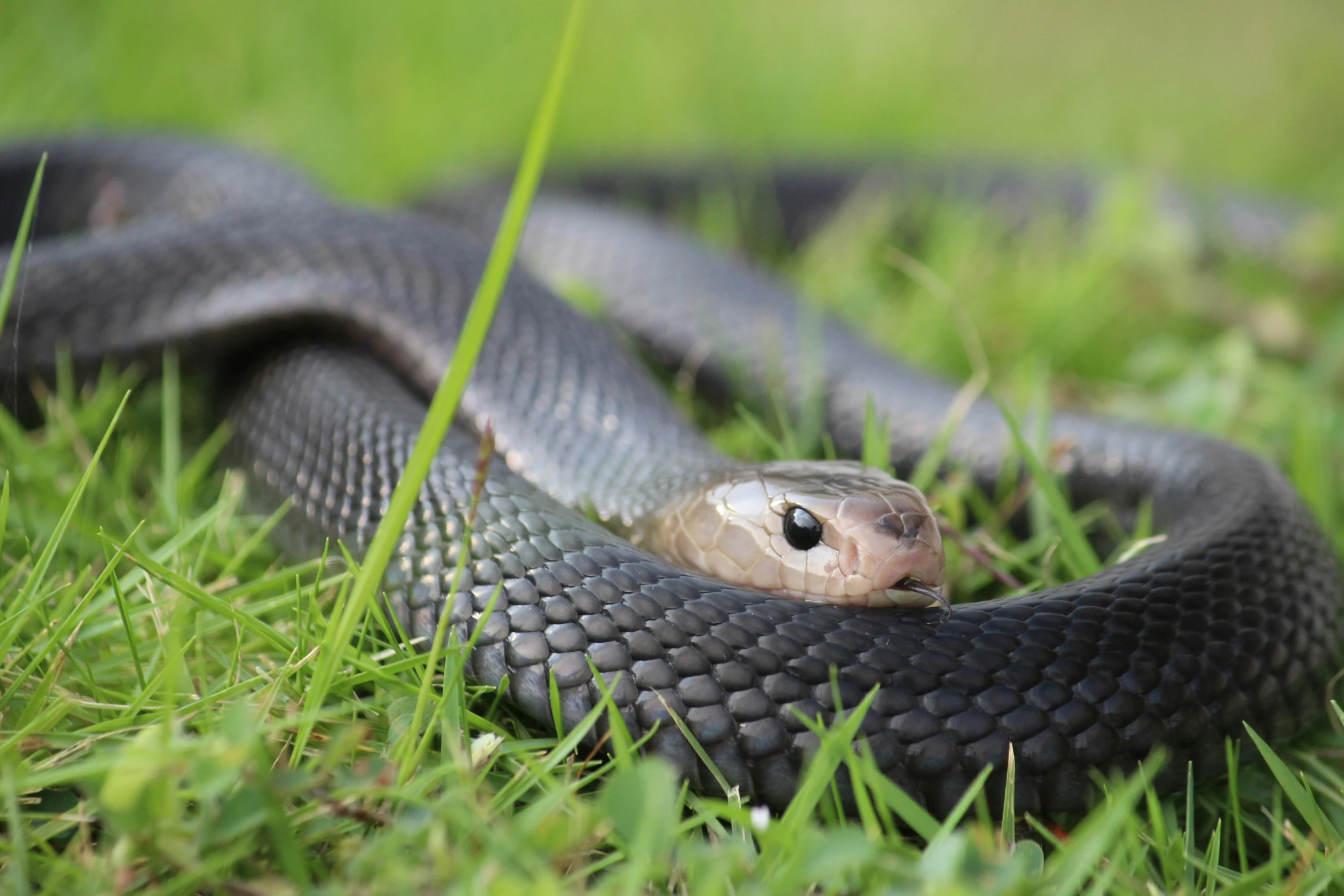 a black and tan snake curled up on the ground