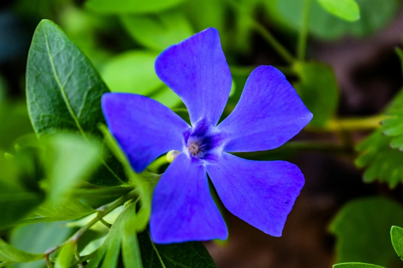 a purple flower sits on a tree in the woods