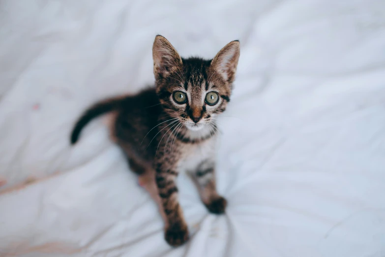 a little kitten is standing on a blanket